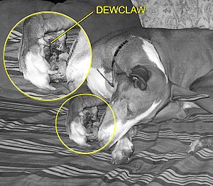 Crasping Dewclaw