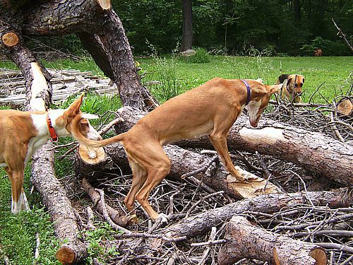 Hunting in the brush