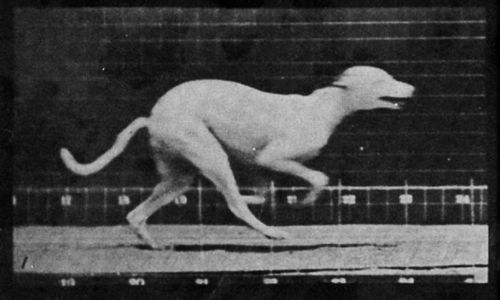 Greyhound at gallop